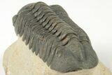 Detailed Reedops Trilobite - Nice Eye Preservation #204081-4